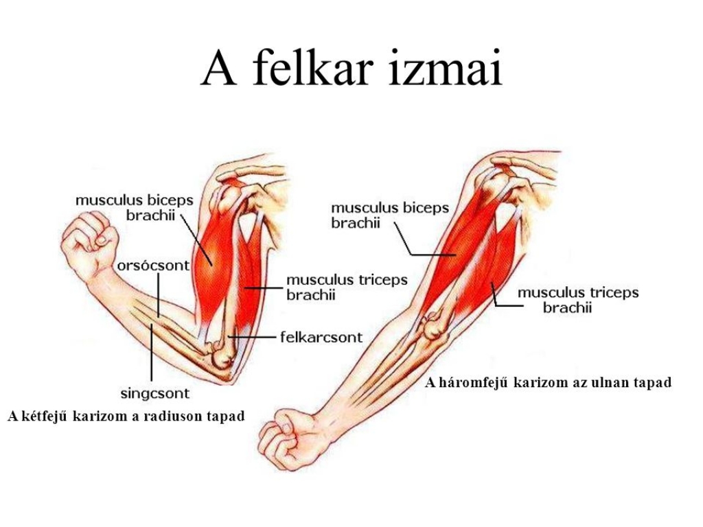 A kar izmai I. - Bicepsz és tricepsz